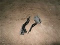 Петля капота для Mazda 5
